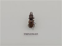 藏品(艷細身赤鍬形蟲)的圖片